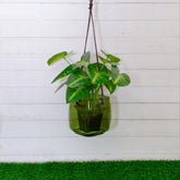 Gerbera Planter Green