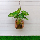 Gerbera Planter Pink