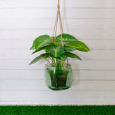 Gerbera Planter Blue