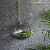 Aria hanging terrarium clear L - 15% Off