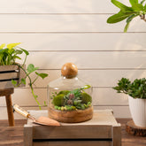 Grove ball terrarium S