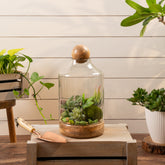 Grove ball terrarium L