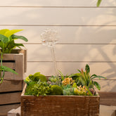 Aria flower plant watering globe