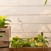 Aria mushroom plant watering globe 15% Off