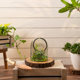 Gerbera terrarium S