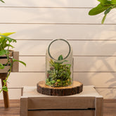 Gerbera terrarium L 15% Off