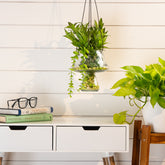 Alora mushroom planter clear S