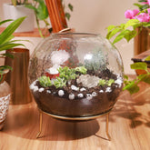 Juliet Terrarium