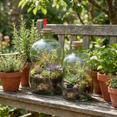 Clara Terrarium L