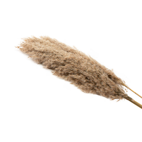 Dried natural pampas natural S/4