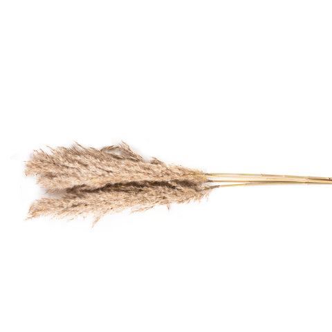 Dried natural pampas natural S/4