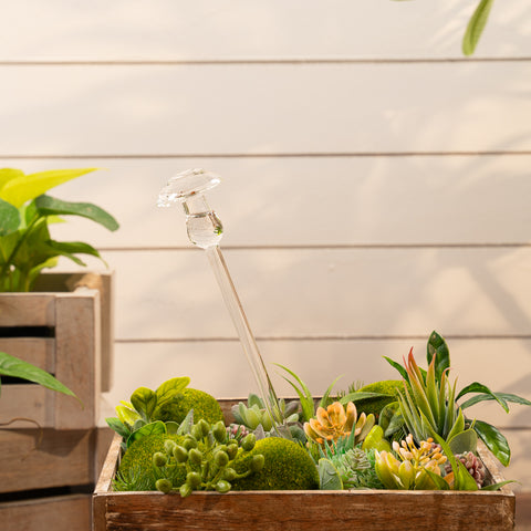 Aria mushroom plant watering globe