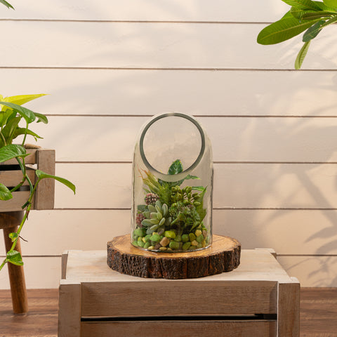 Gerbera terrarium L