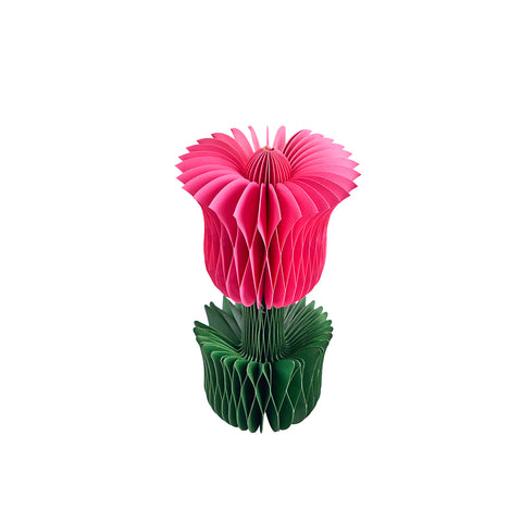 Honey Easter Tulip Pink S