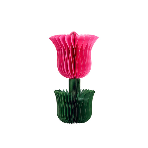 Honey Easter Tulip Pink L