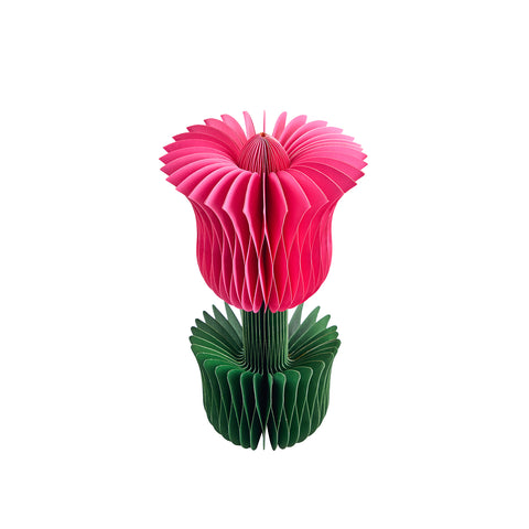 Honey Easter Tulip Pink L