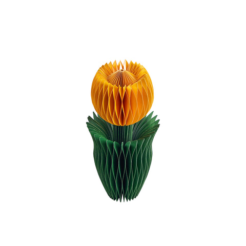 Honey Easter Tulip Yellow S