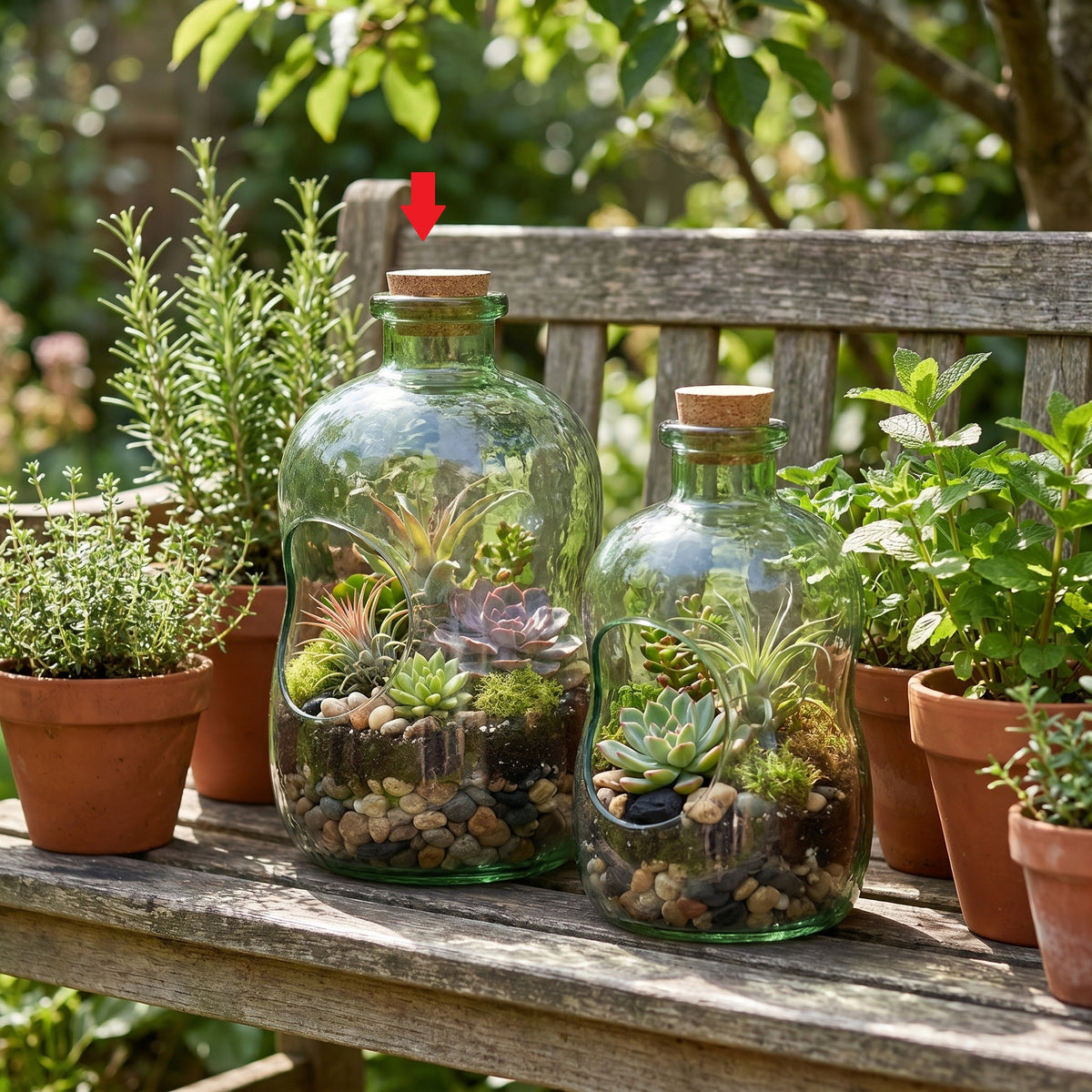 Clara Terrarium L